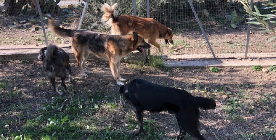 Canile stracolmo, Vigili urbani, “liberare animali non pericolosi”