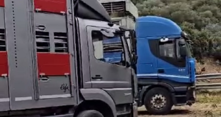 Sospetta Tbc, abbattuti 53 bovini, allevatore, “siamo distrutti”