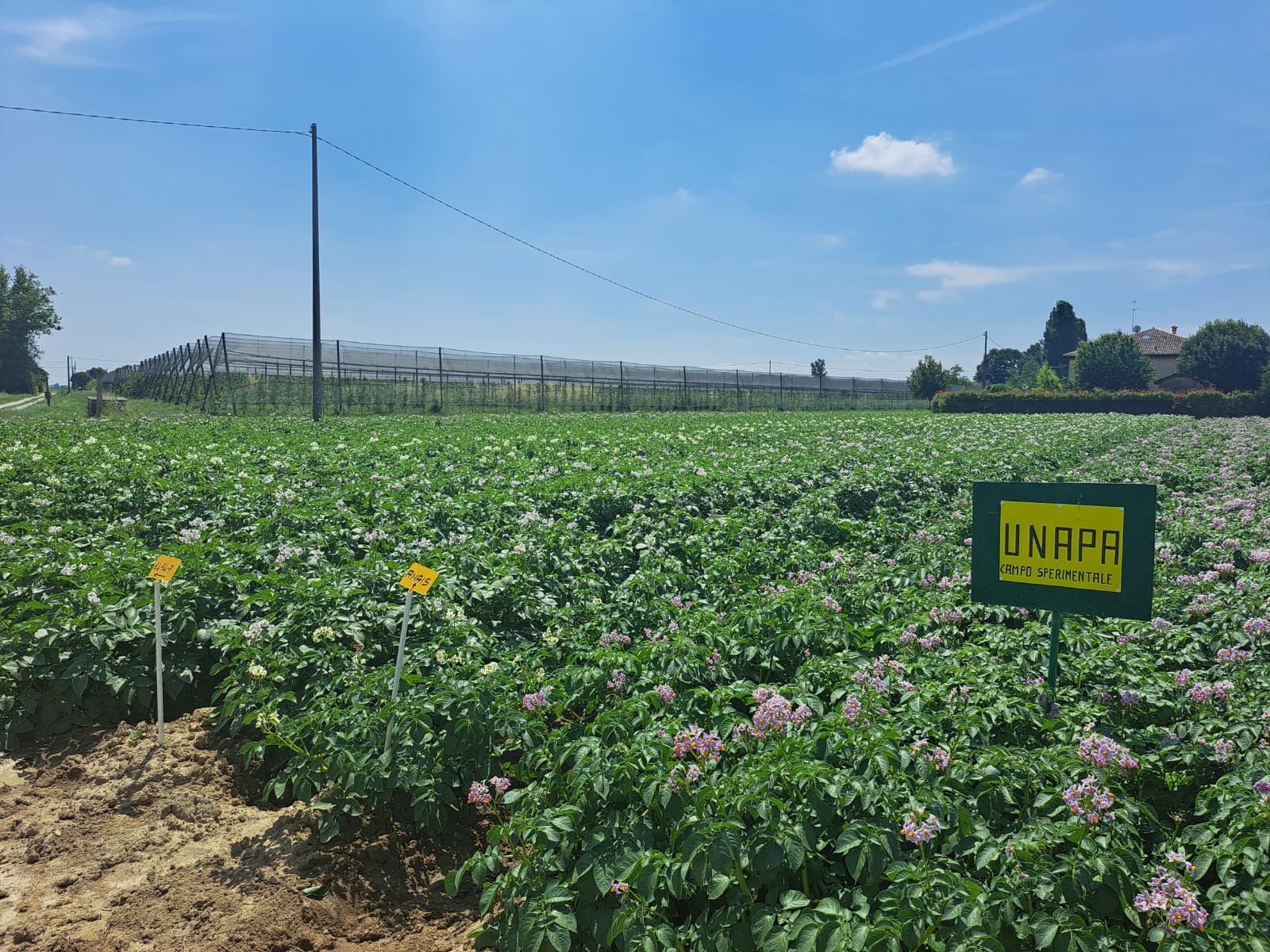 Potatoes Forever!: la sostenibilità parte dalla ricerca