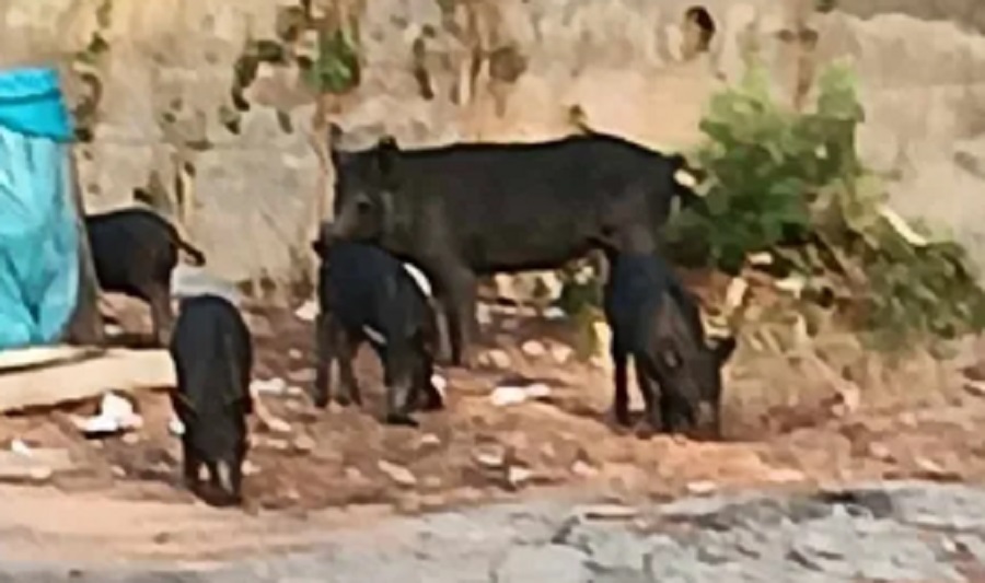 Cinghiali a spasso a Enna, residenti, “paura per i nostri figli” (VIDEO)