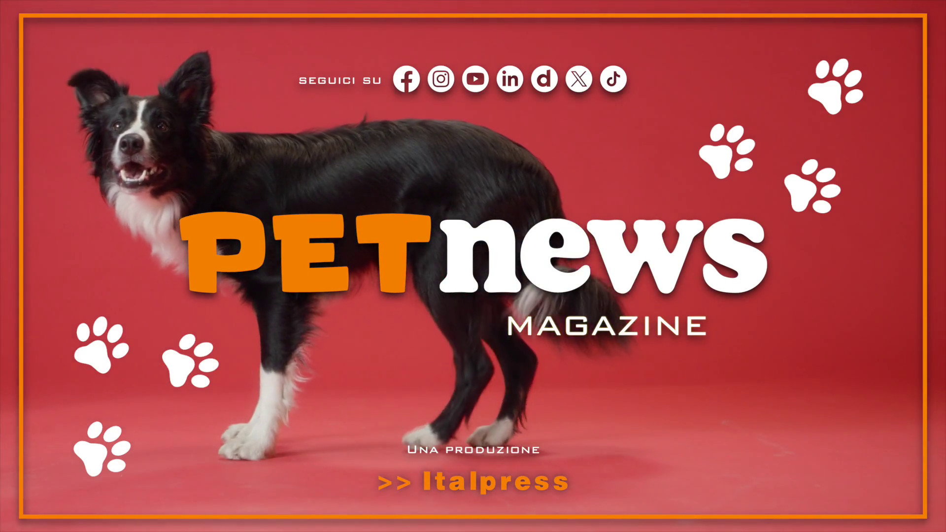 PetNews Magazine – 11/2/2025