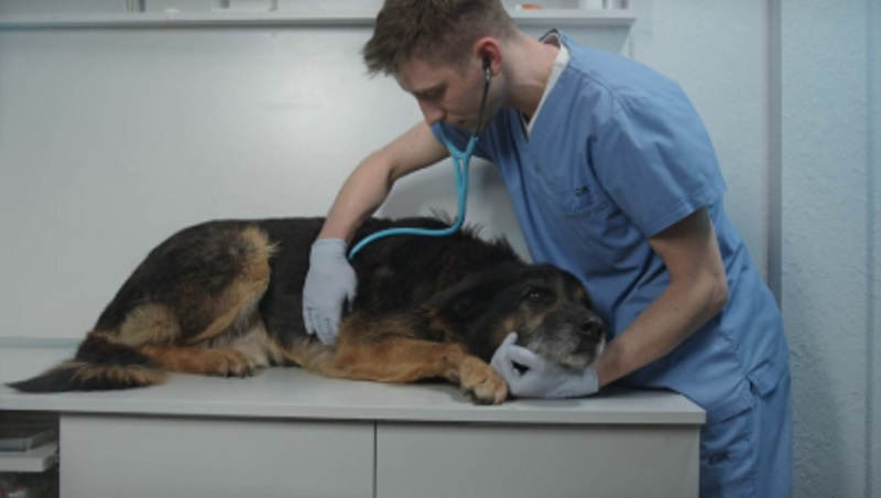 Servizio di Medicina Veterinaria, aumento ore per 3 specialisti