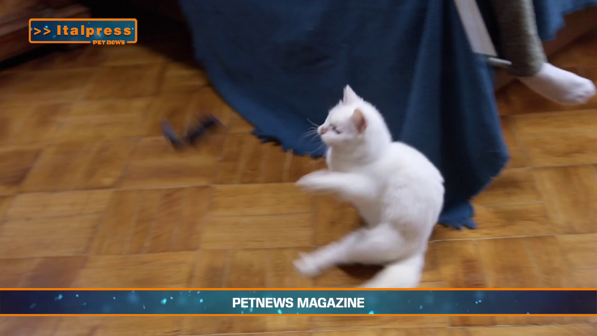 PetNews Magazine – 18/3/2025