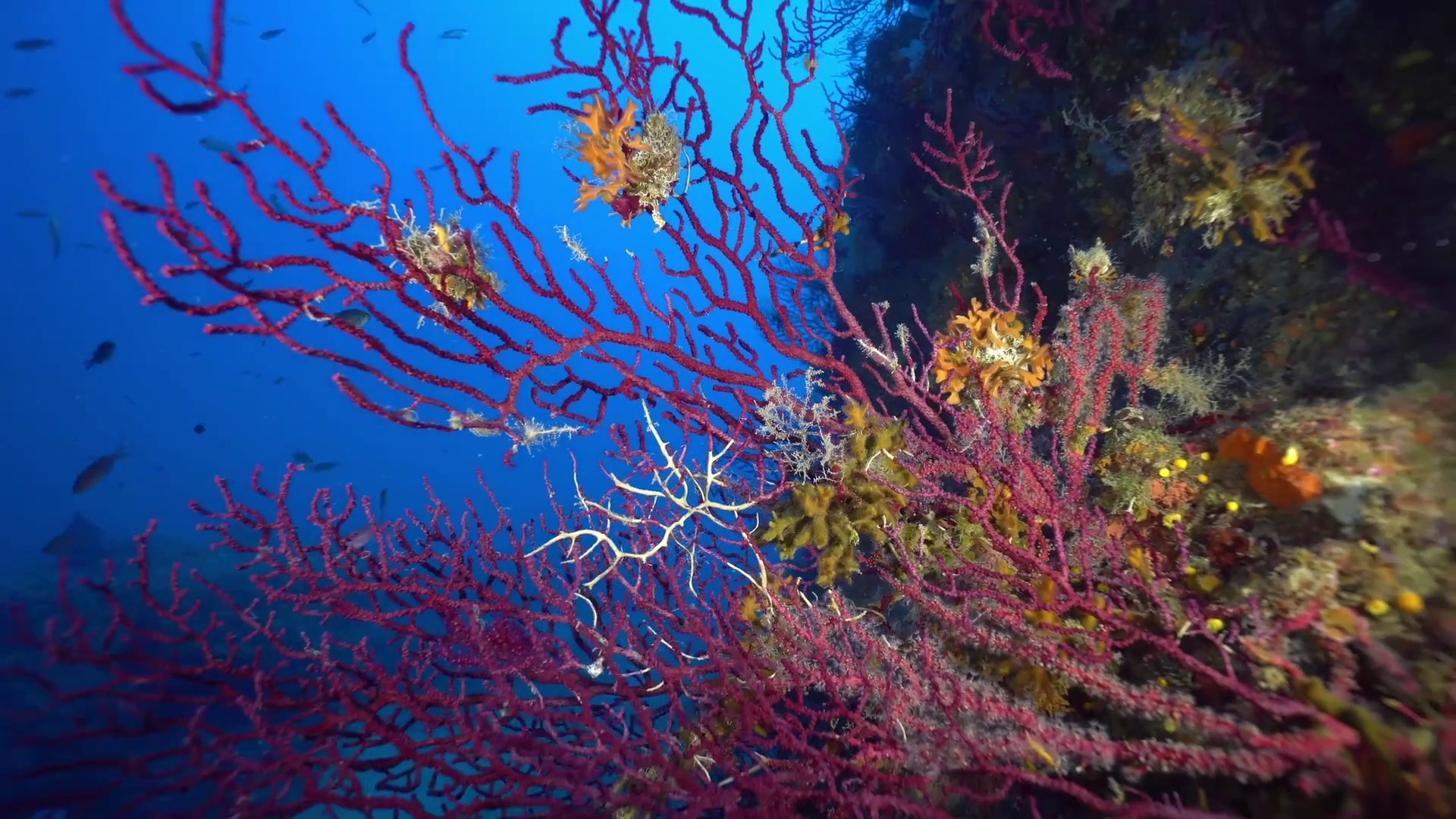 Marevivo, al via la campagna “MedCoral Guardians”