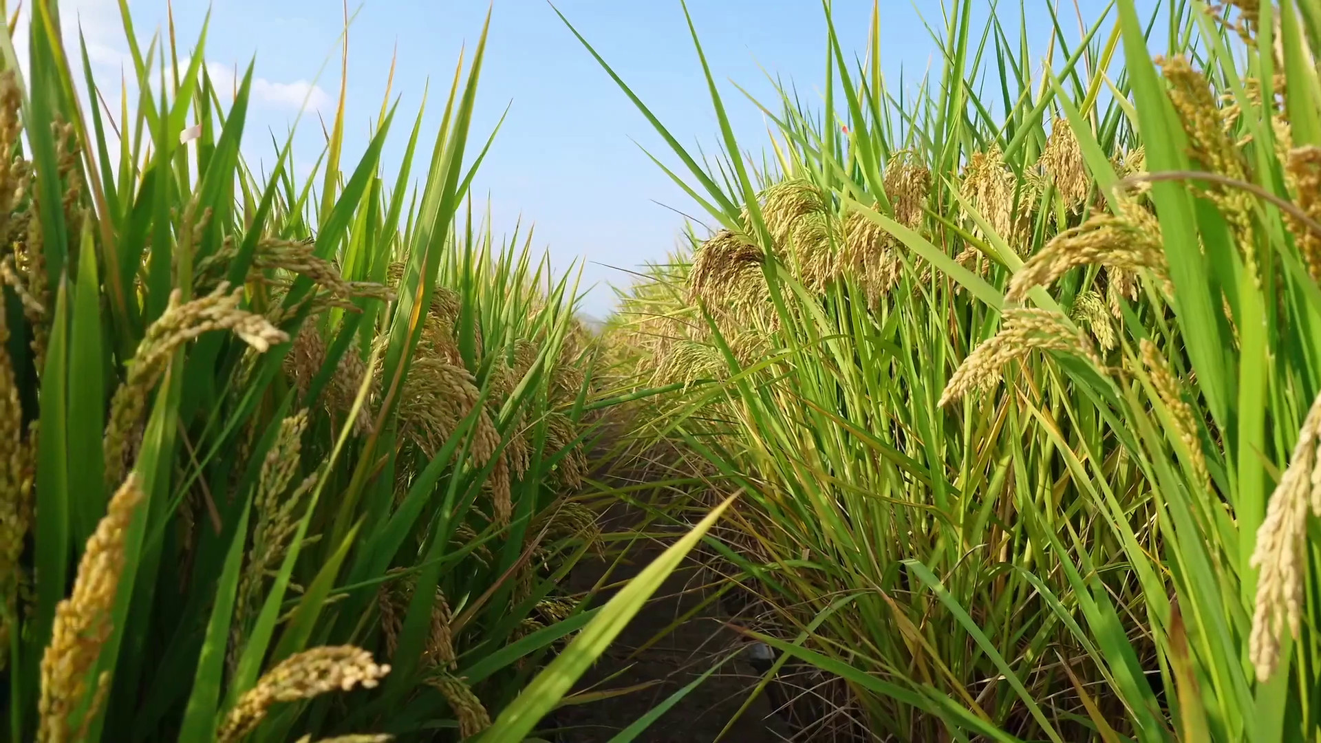 Agroalimentare, dall’Ue primo sì alla stretta sulle pratiche sleali
